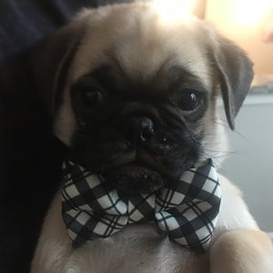 Meet your Posher, Jaime